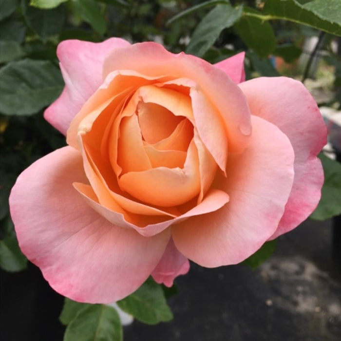 Rosa Isabelle Autissier®