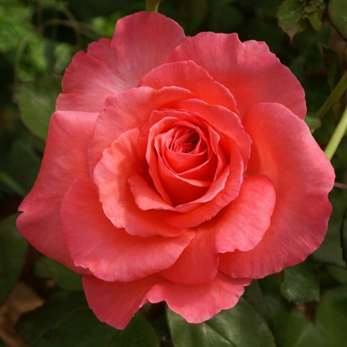 Rosa Marie Caroline®
