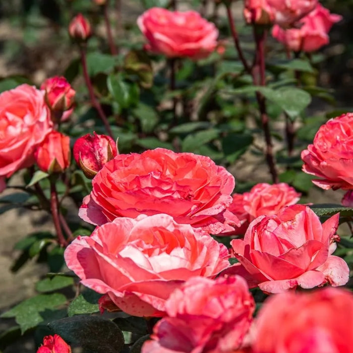 Rosa Marie Caroline®