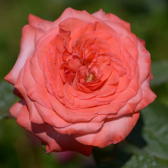 Rosa Marie Caroline®