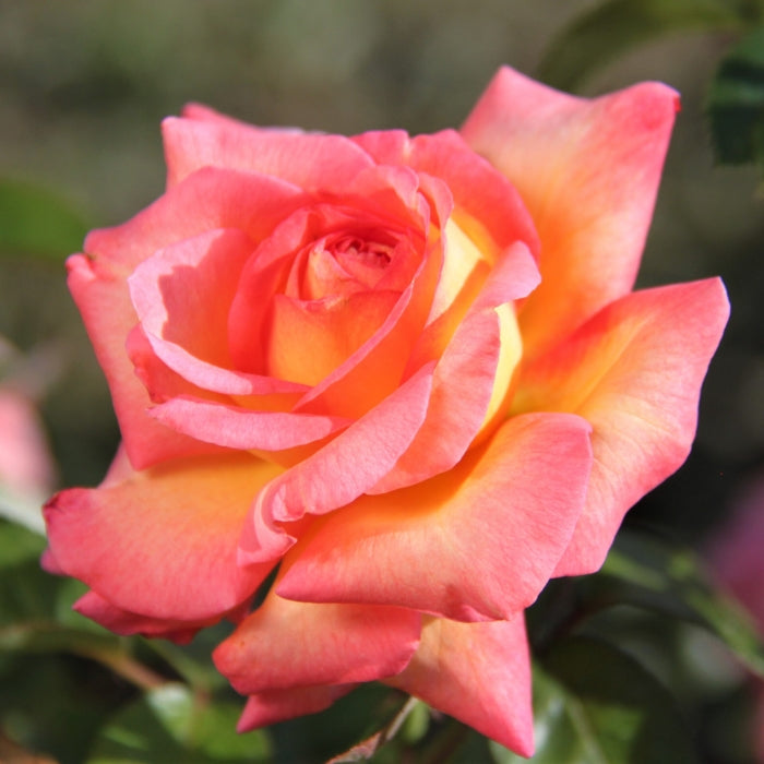 Rosa Roberto Alagna®