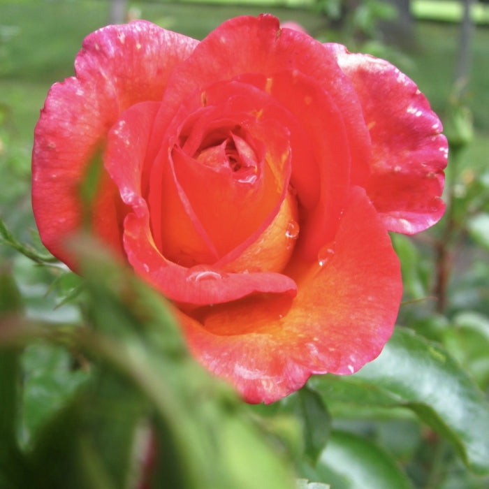 Rosa Roberto Alagna®