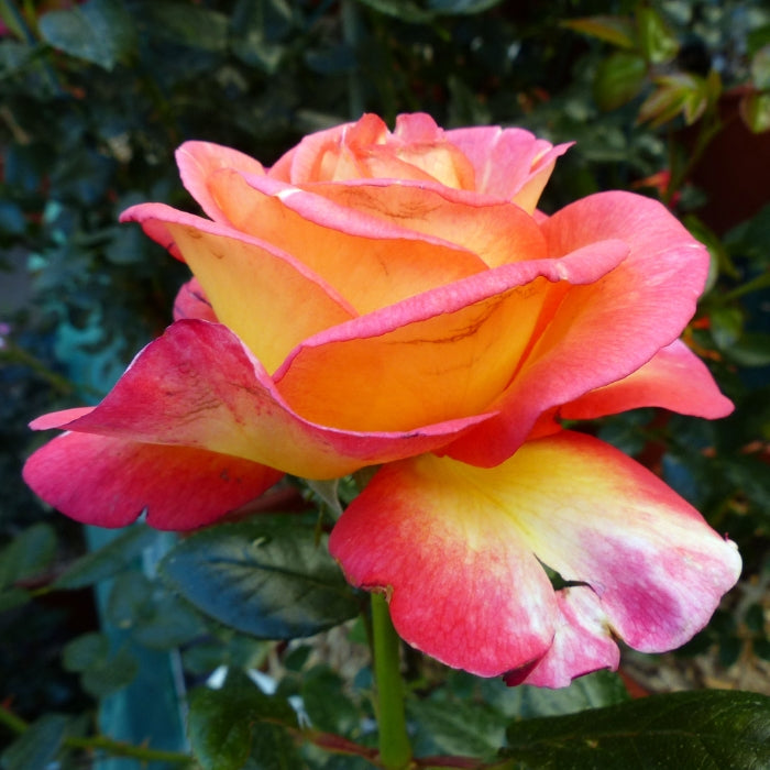 Rosa Roberto Alagna®