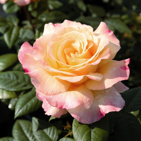 Rosa Aquarell®