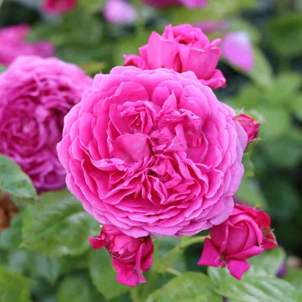 Rosa Anuschka®