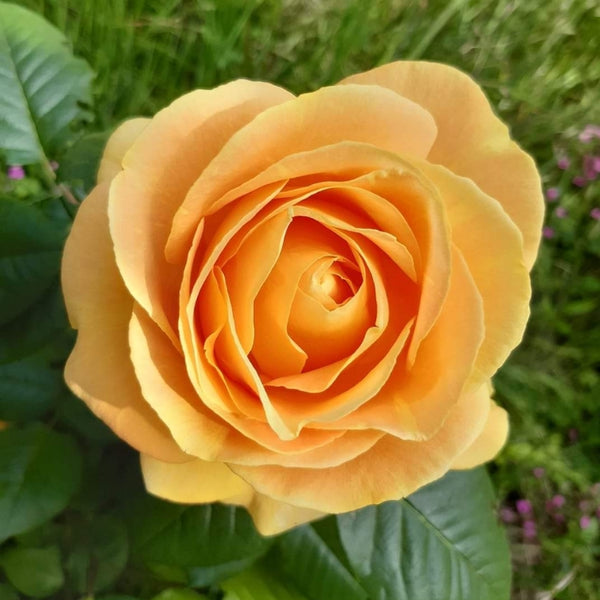 Rosa Candlelight®