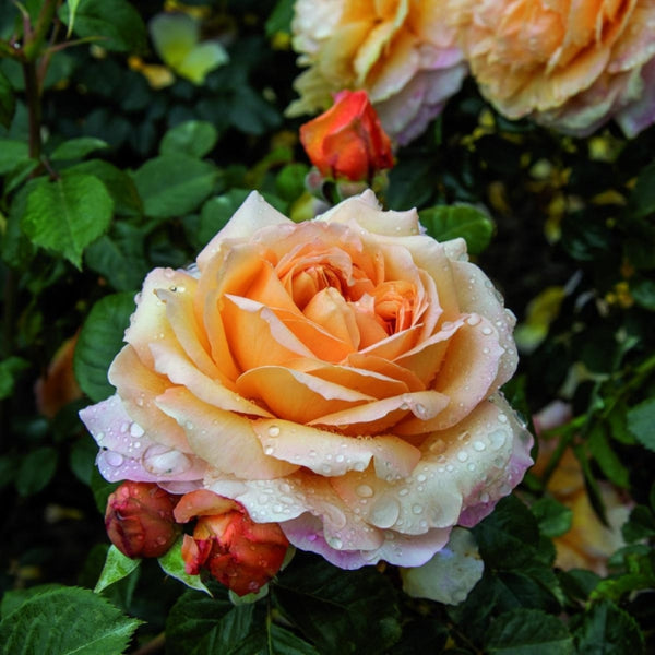 Rosa Capri®