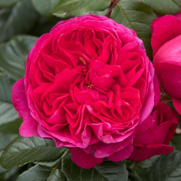 Rosa Deep Love®