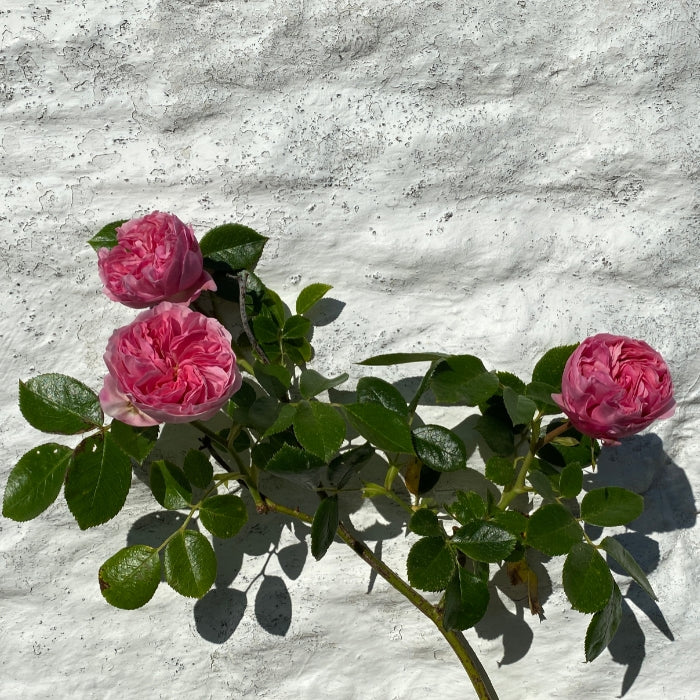Rosa Giardina®