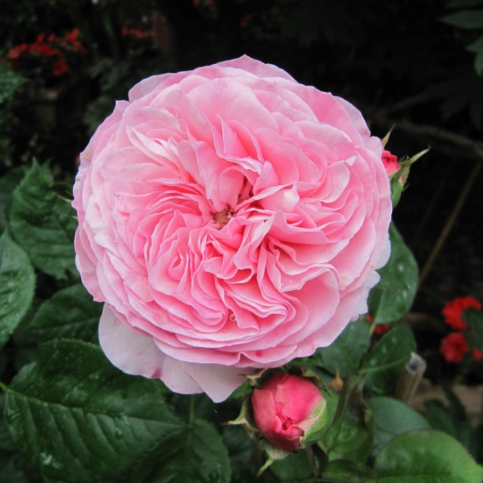 Rosa Mariatheresia®