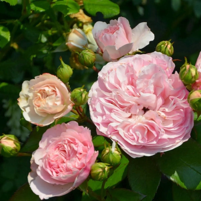 Rosa Mariatheresia®