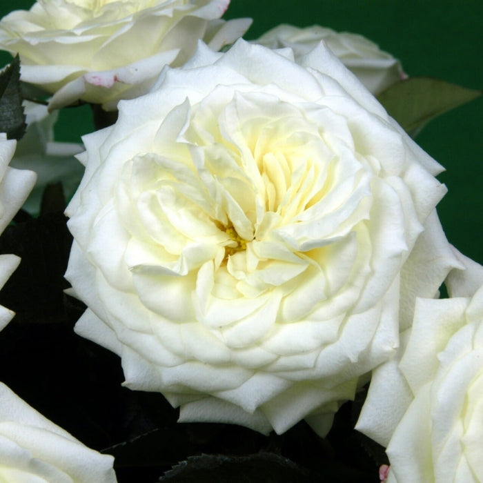 Rosa Alabaster®
