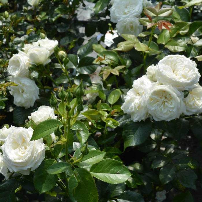 Rosa Alabaster®