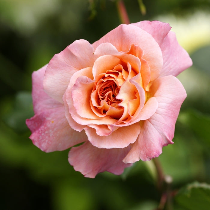 Rosa Augusta Louise®