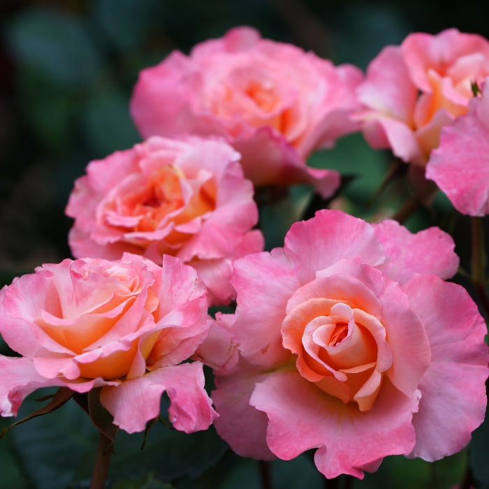 Rosa Augusta Louise®