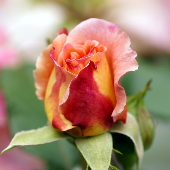 Rosa Augusta Louise®