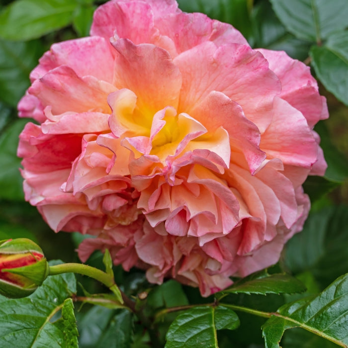 Rosa Augusta Louise®