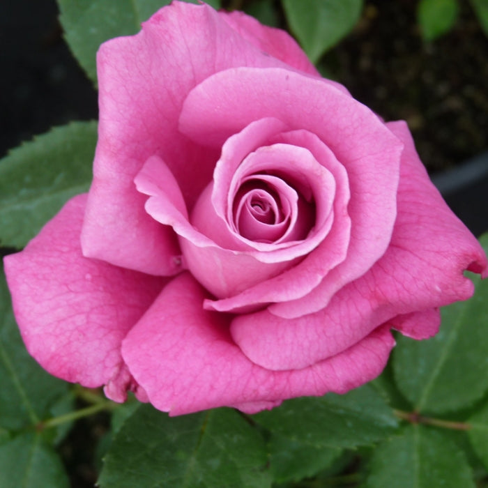 Rosa Blue Parfum®