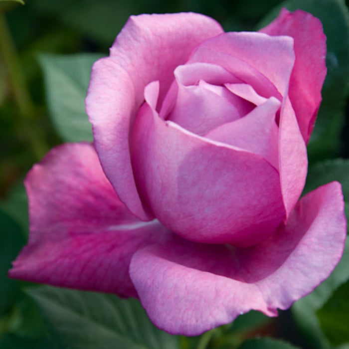 Rosa Blue Parfum®