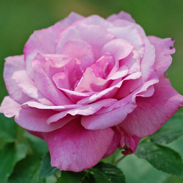 Rosa Blue Parfum®
