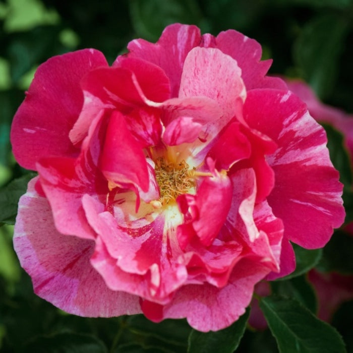 Rosa Guy Savoy®