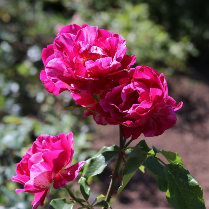 Rosa Guy Savoy®