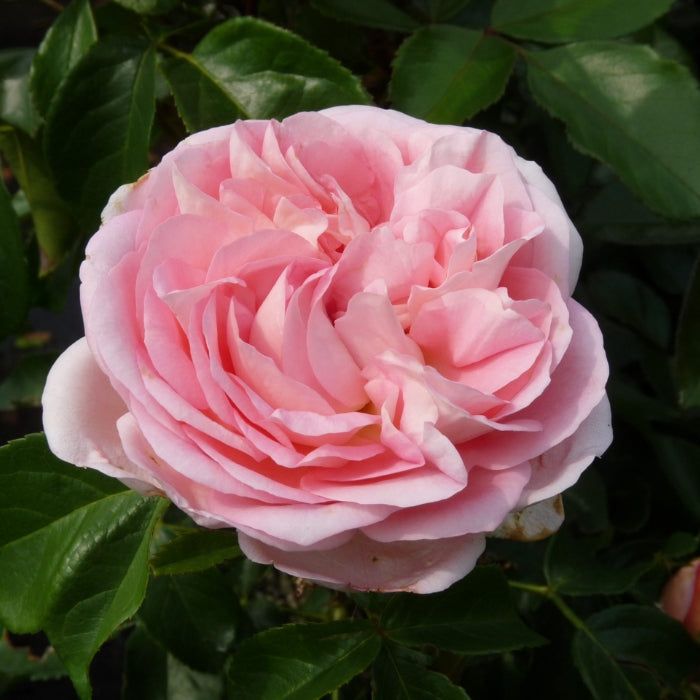 Rosa Voyage®