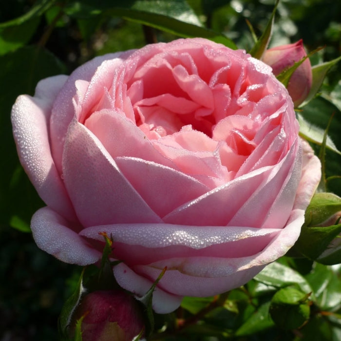 Rosa Voyage®