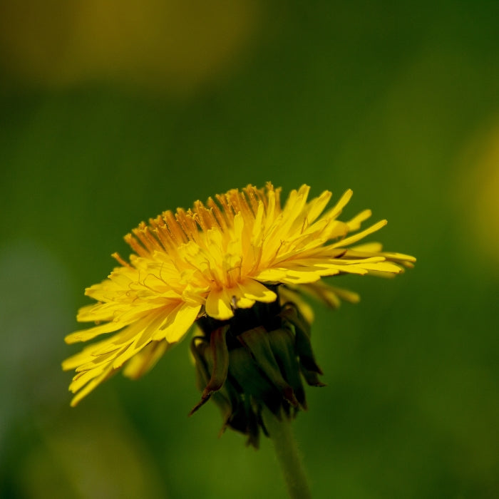Fiori Eduli - Tarassaco
