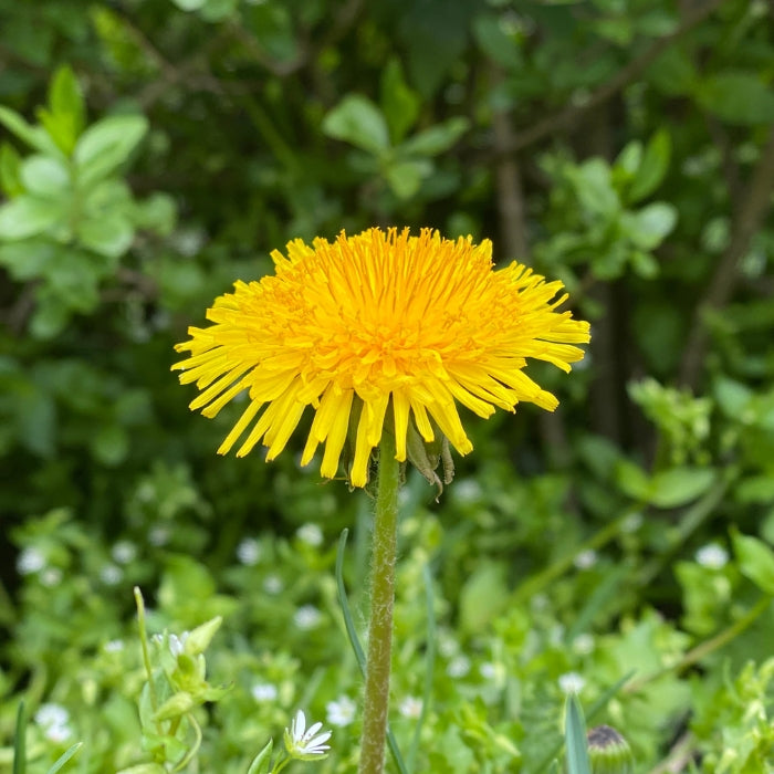 Fiori Eduli - Tarassaco