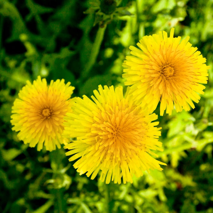 Fiori Eduli - Tarassaco