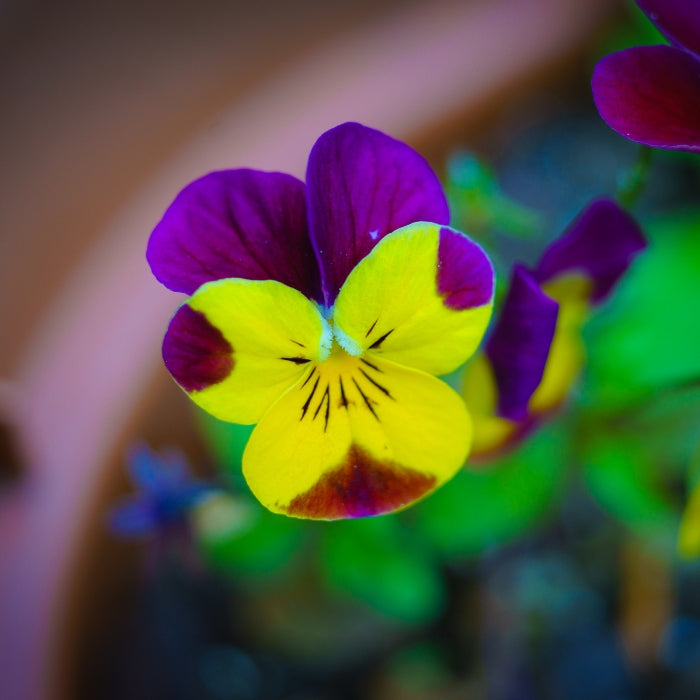 Fiori Eduli - Viola Cornuta