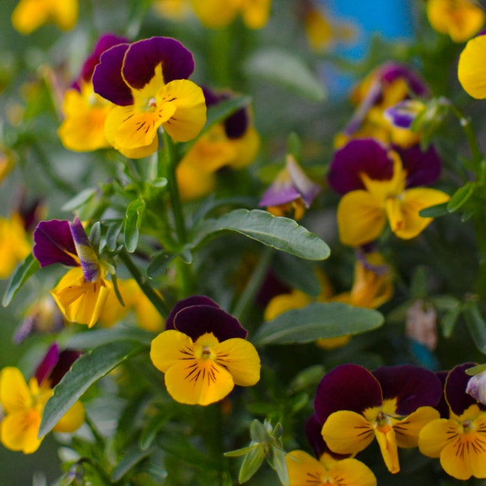 Fiori Eduli - Viola Cornuta