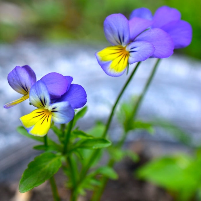 Fiori Eduli - Viola Cornuta