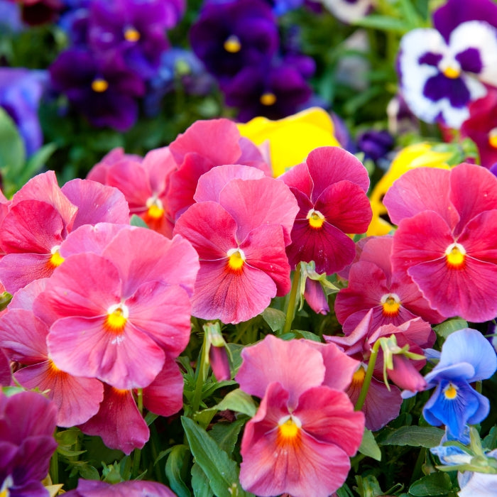 Fiori Eduli - Viola del Pensiero